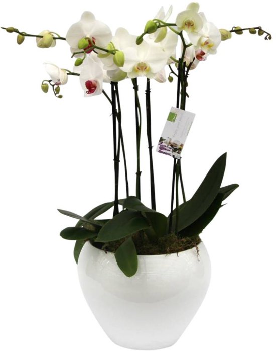 Orchidee in pot